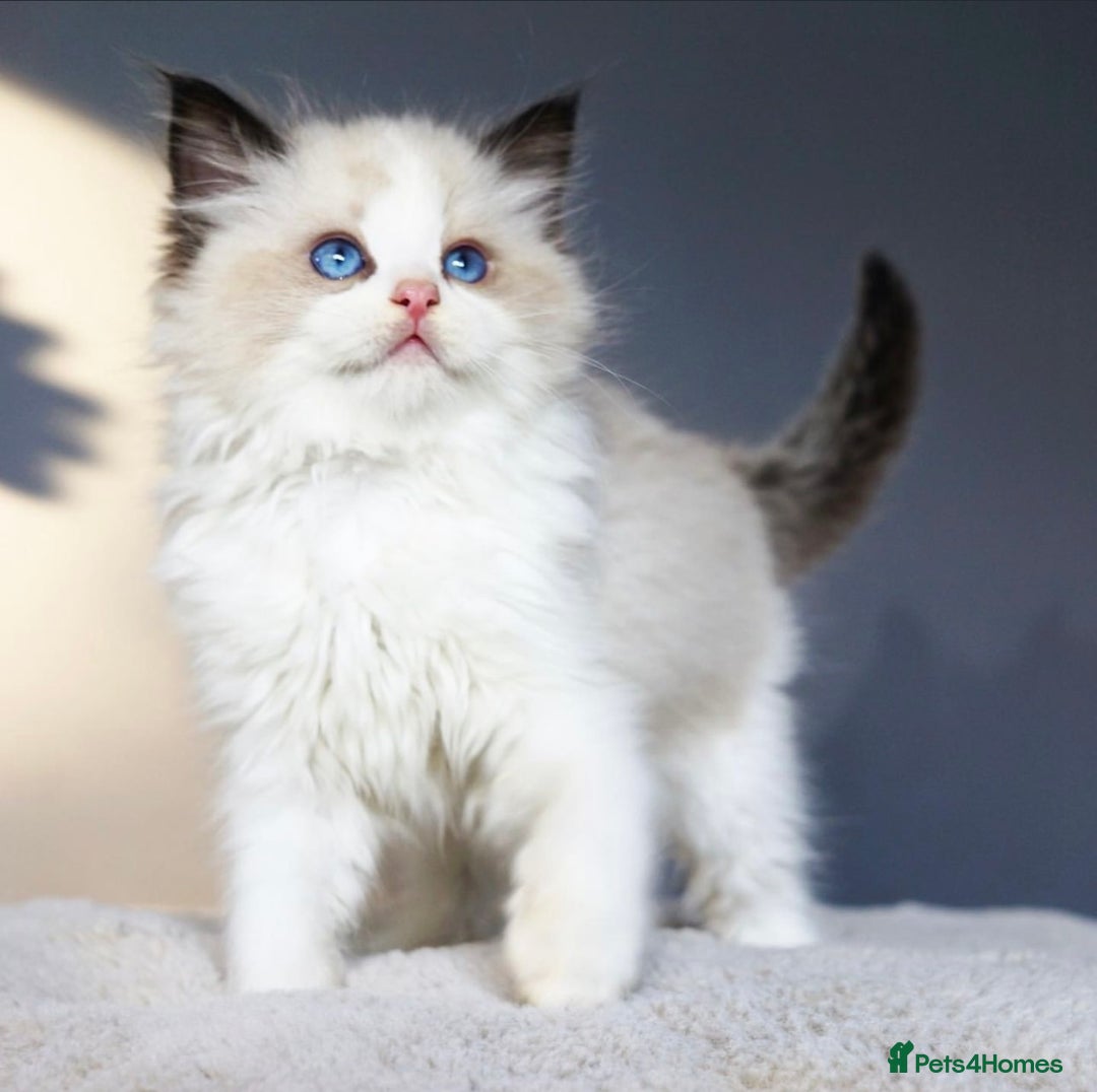 Ragdoll cats for sale: Gentle Ragdoll Kittens  - Image 3