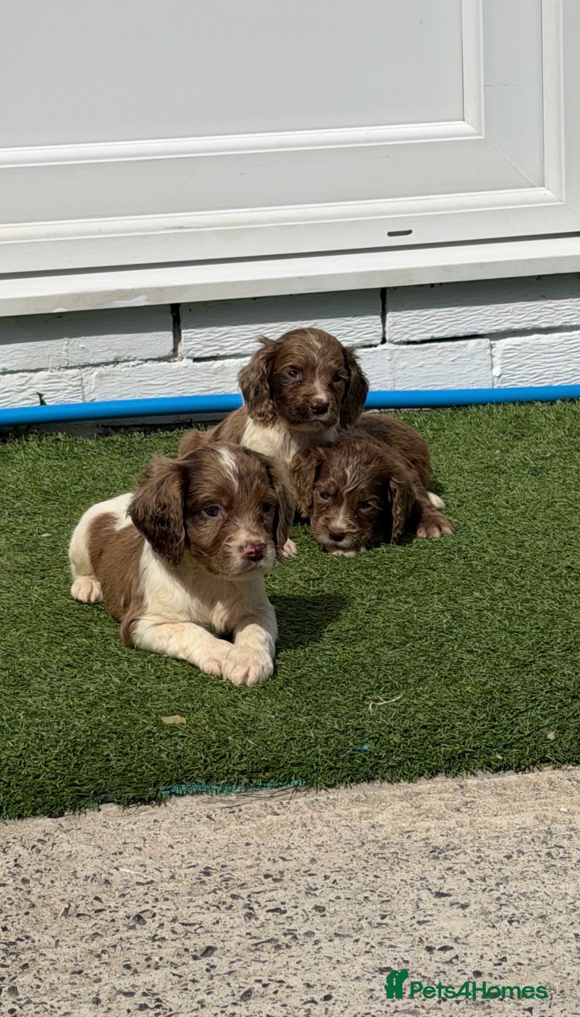 Cocker Spaniel dogs Cocker spaniel  - Advert 10