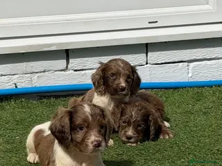 Cocker Spaniel dogs Cocker spaniel - Advert 2