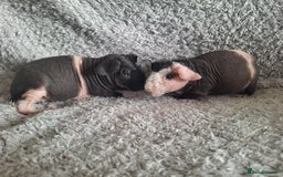 Guinea Pig rodents for sale: Bonded skinny brothers  - Image 4