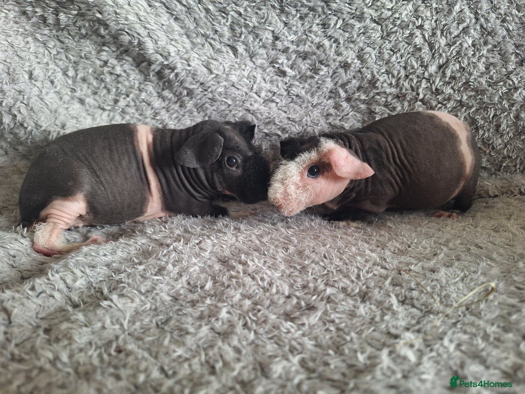 Guinea Pig rodents for sale: Bonded skinny brothers  - Image 4