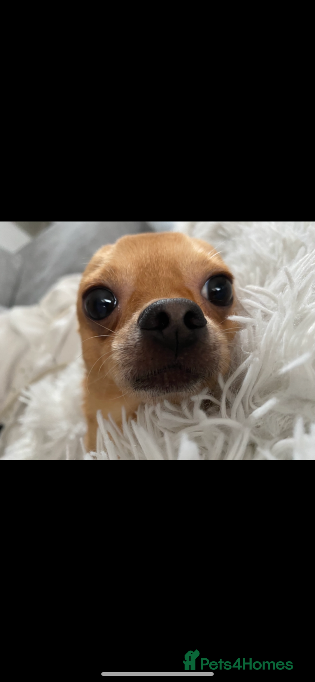 Chihuahua dogs for sale: Tiny Fawn Male Chihuahua  - Advert 3