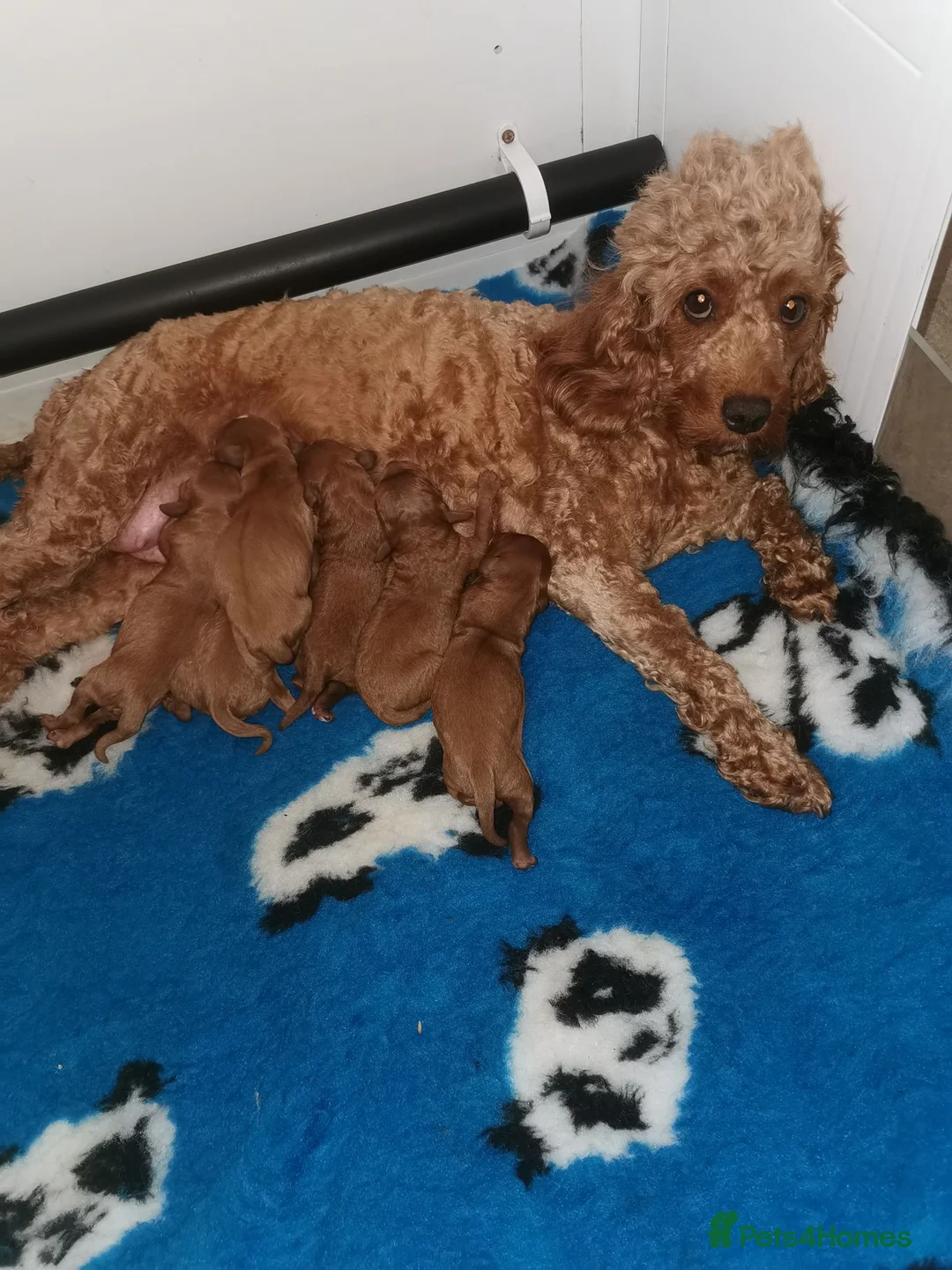 Cavapoo dogs for sale: Extensively health tested F1b Cavapoo puppies  - Advert 2