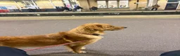 Golden Retriever dogs for sale: FIELD GOLDEN RETRIEVER  - Advert 5