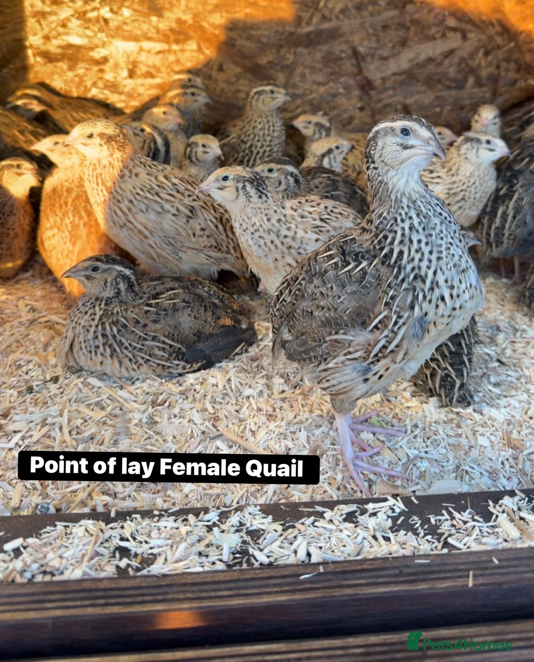 Quail poultry for sale: Female Quail ready to lay  - Advert 1
