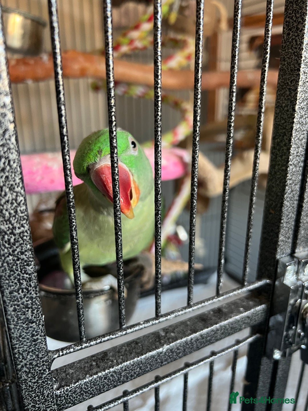 Parrots birds for sale: Alexandrine parrot for sale  - Image 6