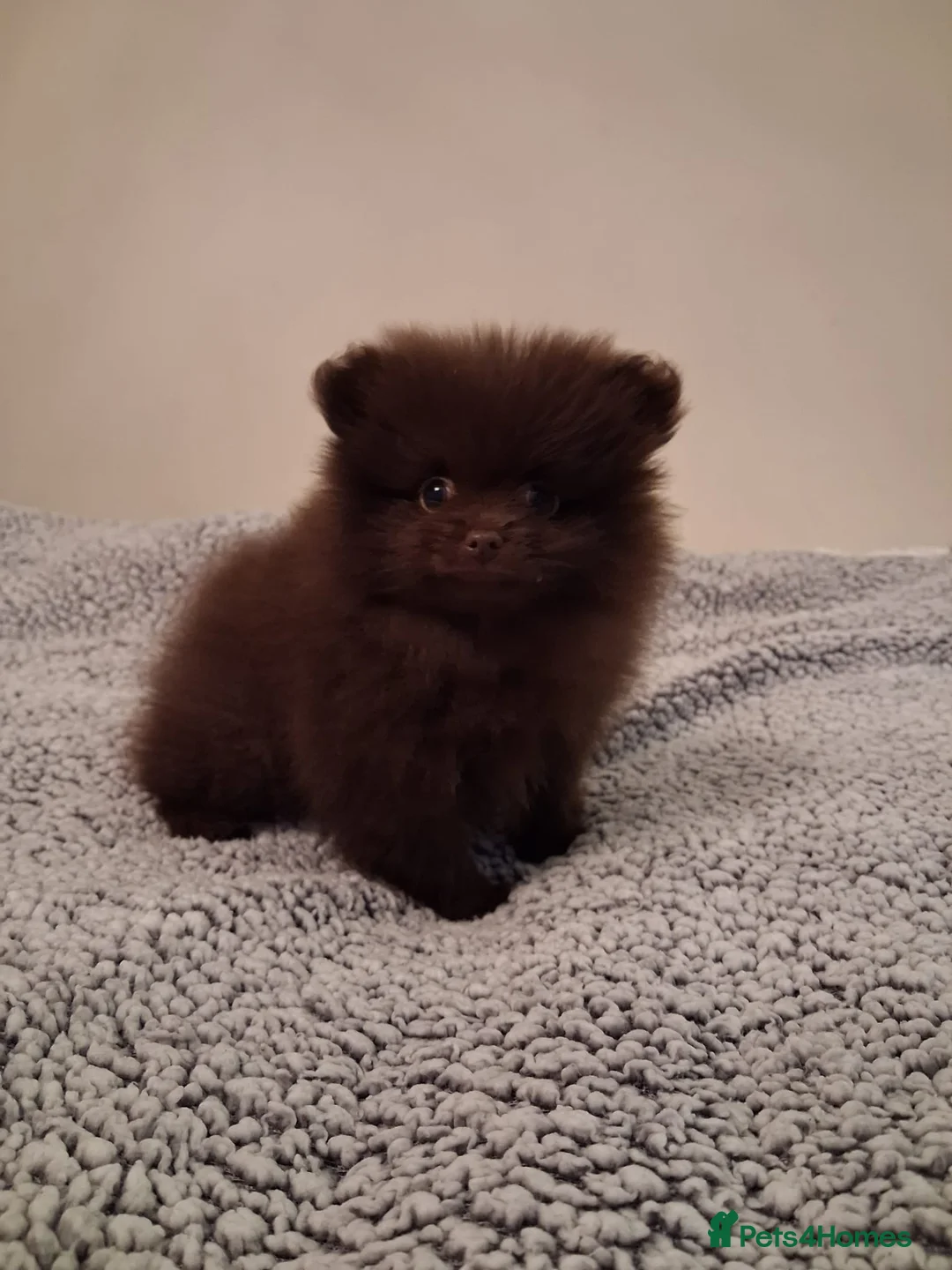 Pomeranian dogs for sale: FEMALE Chocolate Pomeranian READY TO LEAVE  - Advert 2