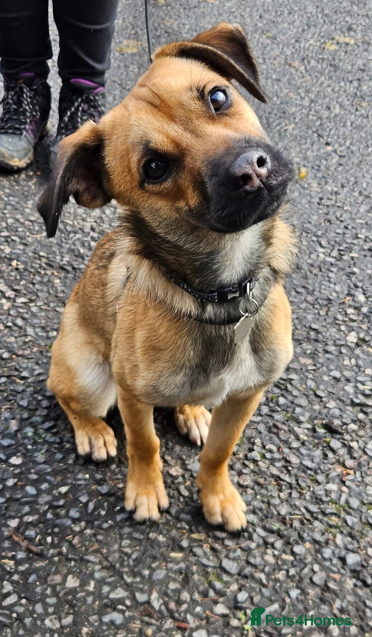 Mixed Breed dogs Molly looking for a loving new home - Advert 9