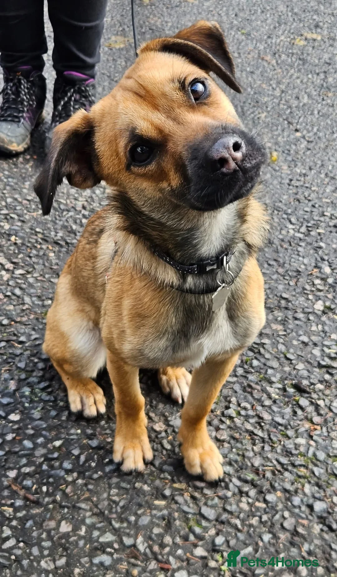 Mixed Breed dogs for sale: Molly looking for a loving new home - Advert 1