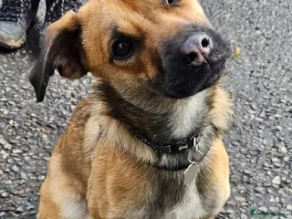 Mixed Breed dogs Molly looking for a loving new home - Advert 13