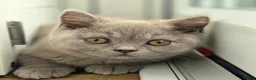 British Shorthair cats for sale: Chunky Teddy Bear ✨ Pure British Shorthair Kittens - Advert 19