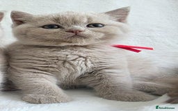 British Shorthair cats for sale: GCCF British Shorthair Kittens Champion Bloodline  - Image 26