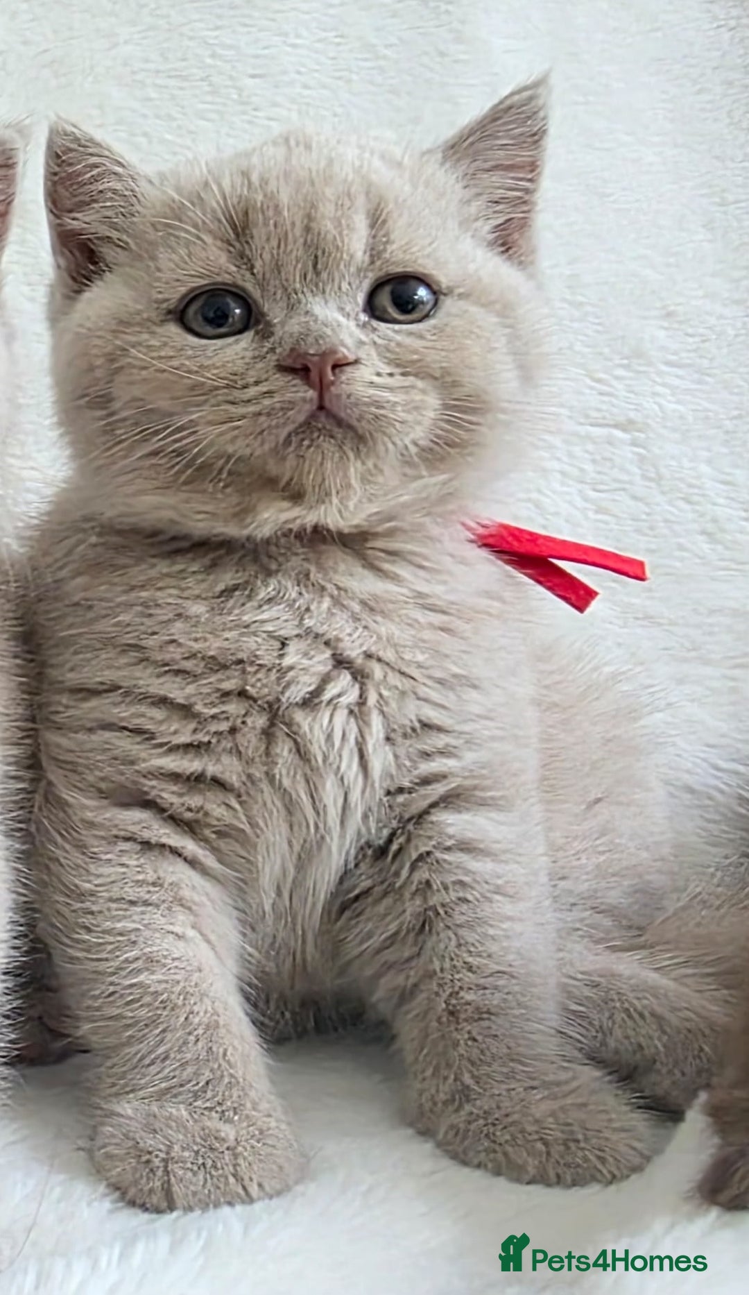 British Shorthair cats for sale: GCCF British Shorthair Kittens Champion Bloodline  - Image 26