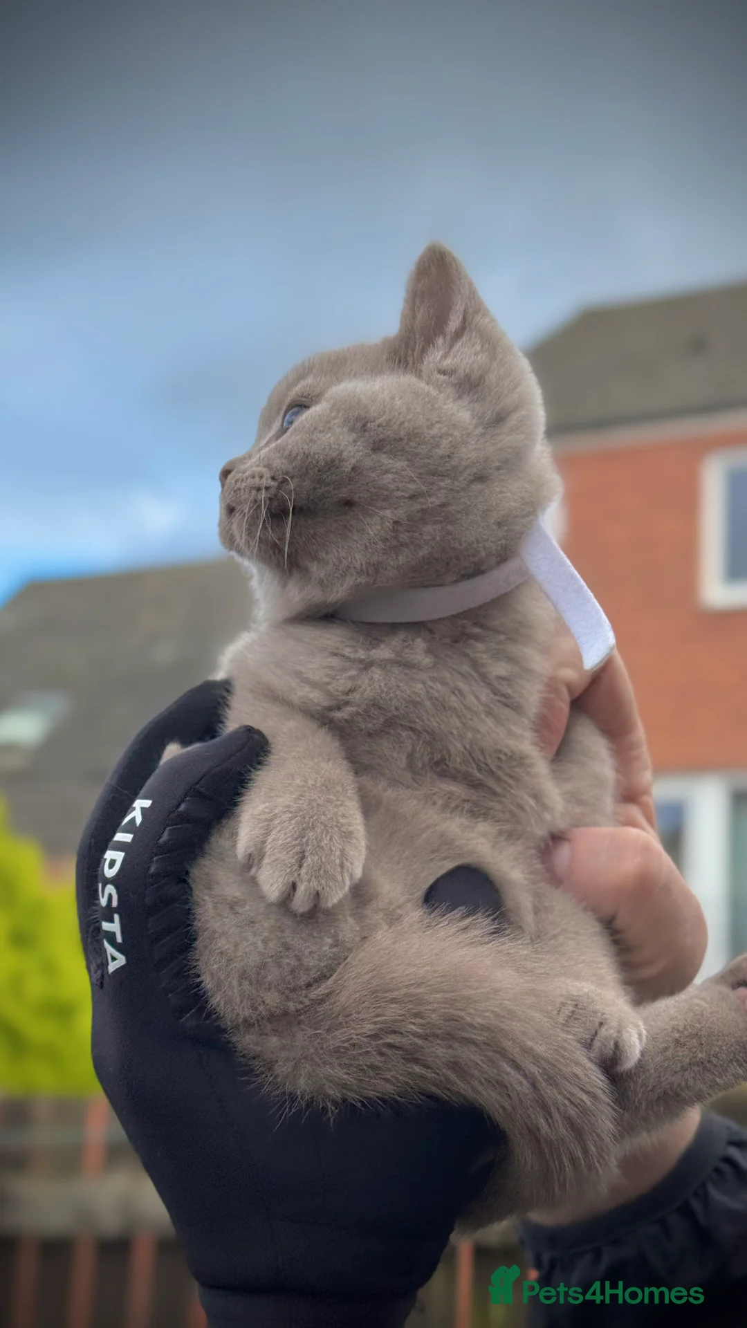 British Shorthair cats for sale: Adorable British Shorthair Blue and Lilic kittens - Advert 33