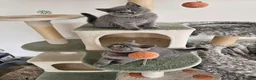 British Shorthair cats for sale: British Shorthair  - Advert 6