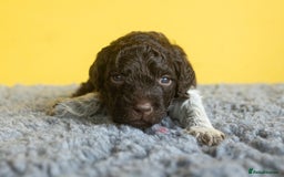 Lagotto Romagnolo dogs for sale: Lagotto Romagnolo Puppies - Pedigree KC Litter - Image 5