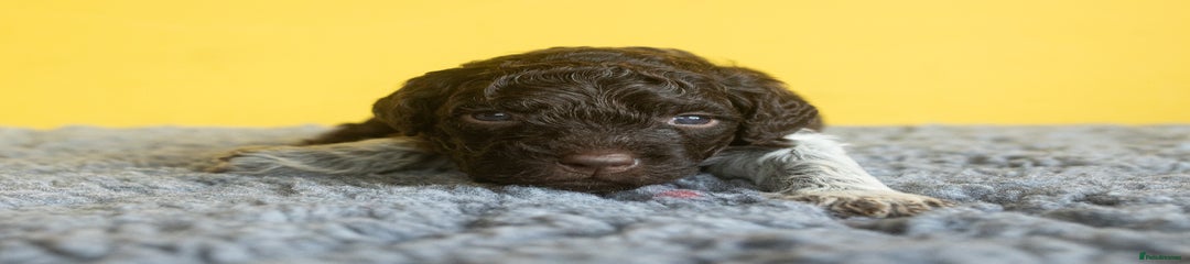 Lagotto Romagnolo Puppy 4