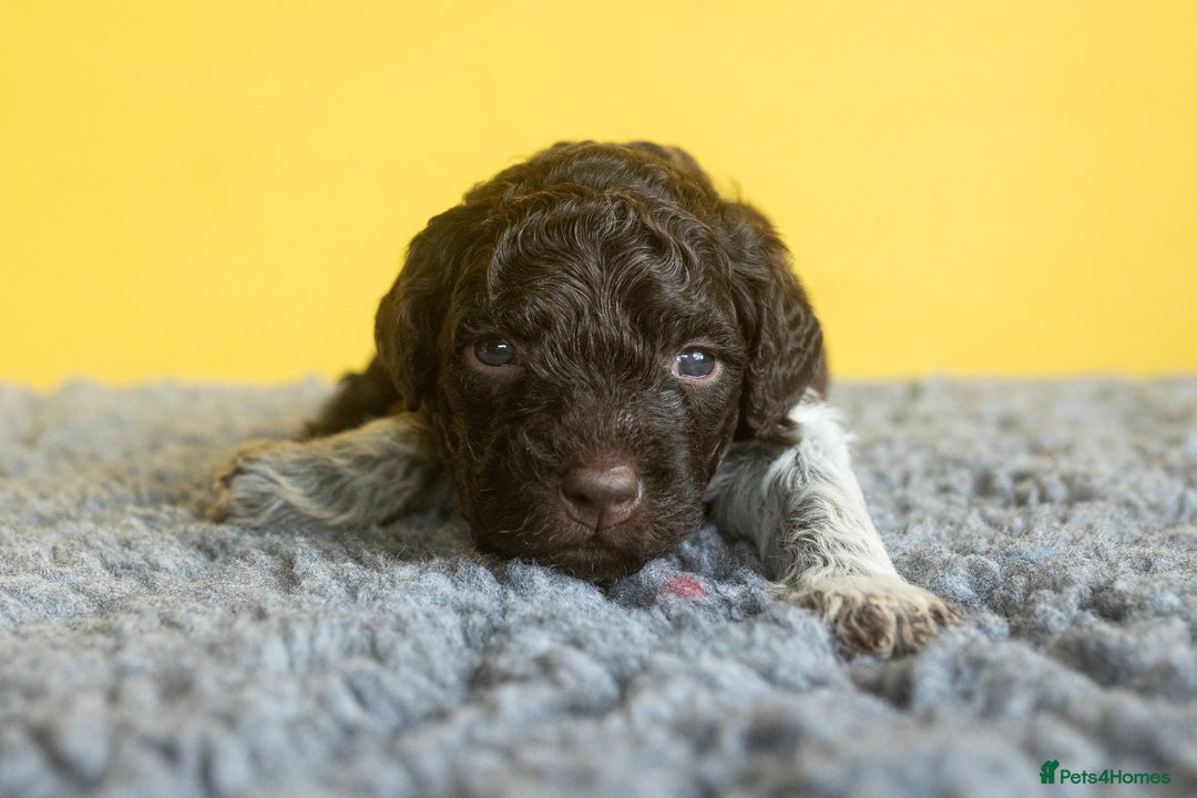Lagotto Romagnolo dogs for sale: Lagotto Romagnolo Puppies - Pedigree KC Litter - Image 5