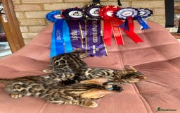 Bengal cats for stud: Bengal with Champion cert GCCF reg for stud duty - Image 6