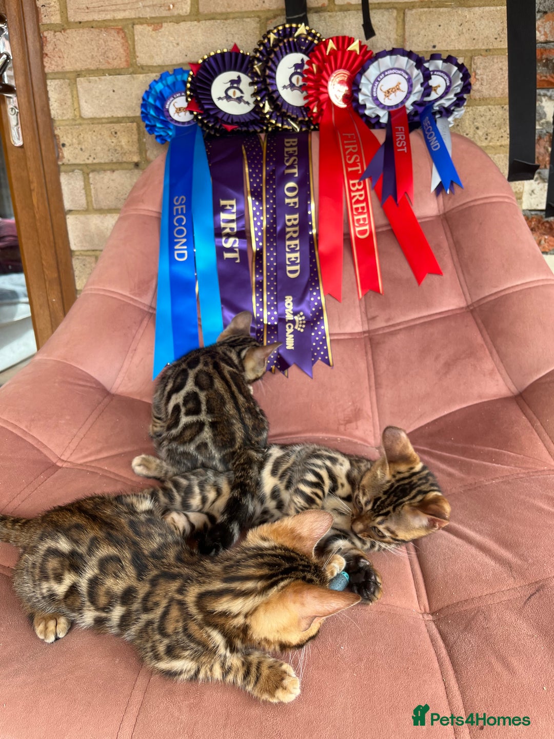 Bengal cats for stud: Bengal with Champion cert GCCF reg for stud duty - Image 6