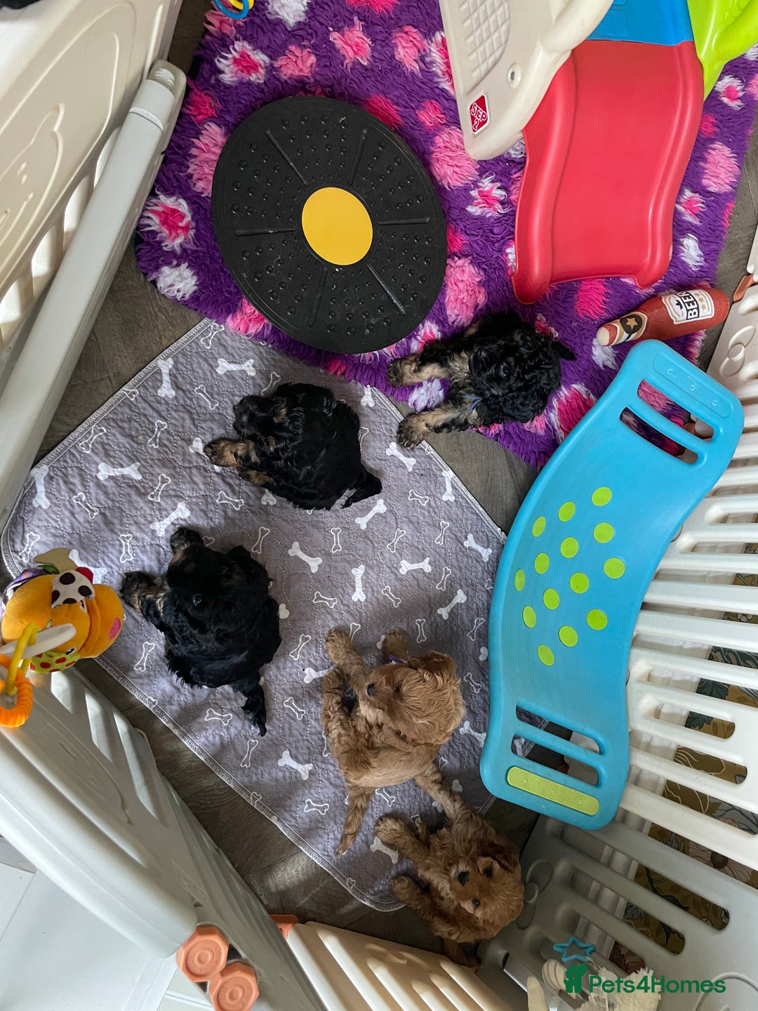 Cavapoo dogs for sale: Exceptional F1 Cavapoos. 5*  - Image 10