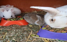 English Spot rabbits for sale: Baby rabbits  - Image 2