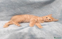 Mixed Breed cats for sale: Beautiful kittes Videos - Advert 7