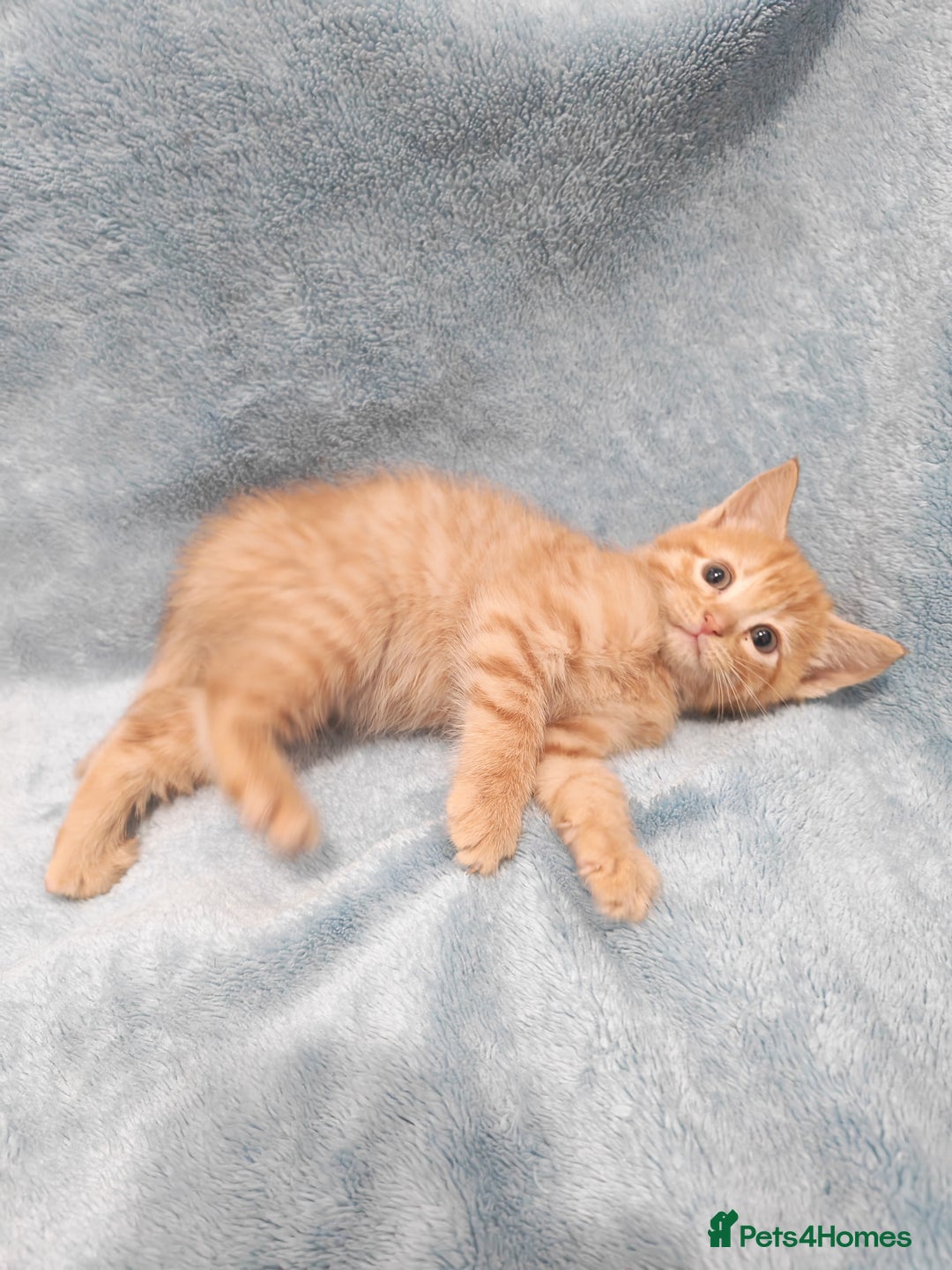 Mixed Breed cats for sale: Beautiful kittes Videos - Advert 7