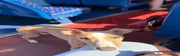 Whippet dogs for sale: Lenny  - Advert 4