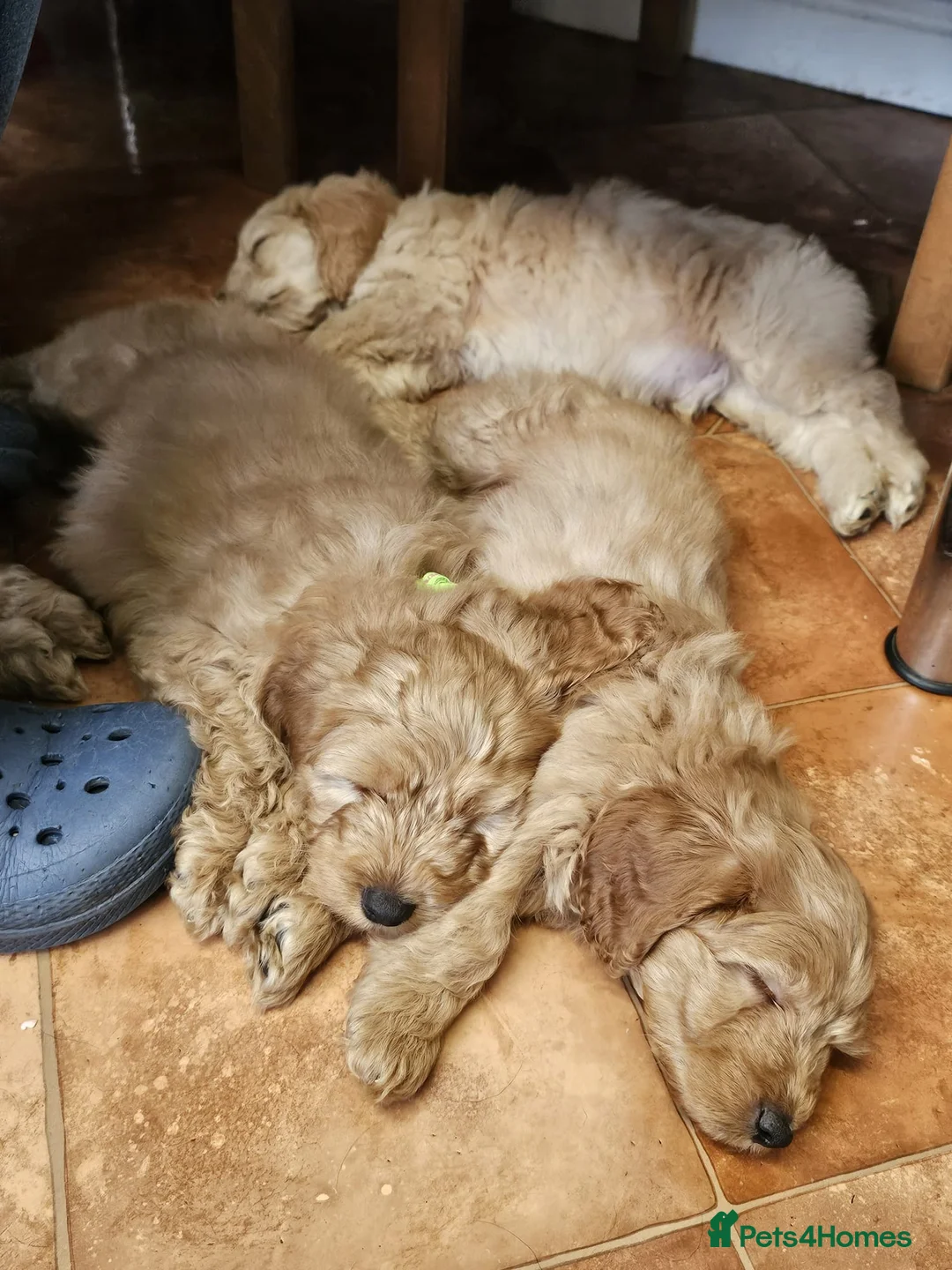 Cockapoo dogs for sale: Bred From Health Tested Parents - Advert 3