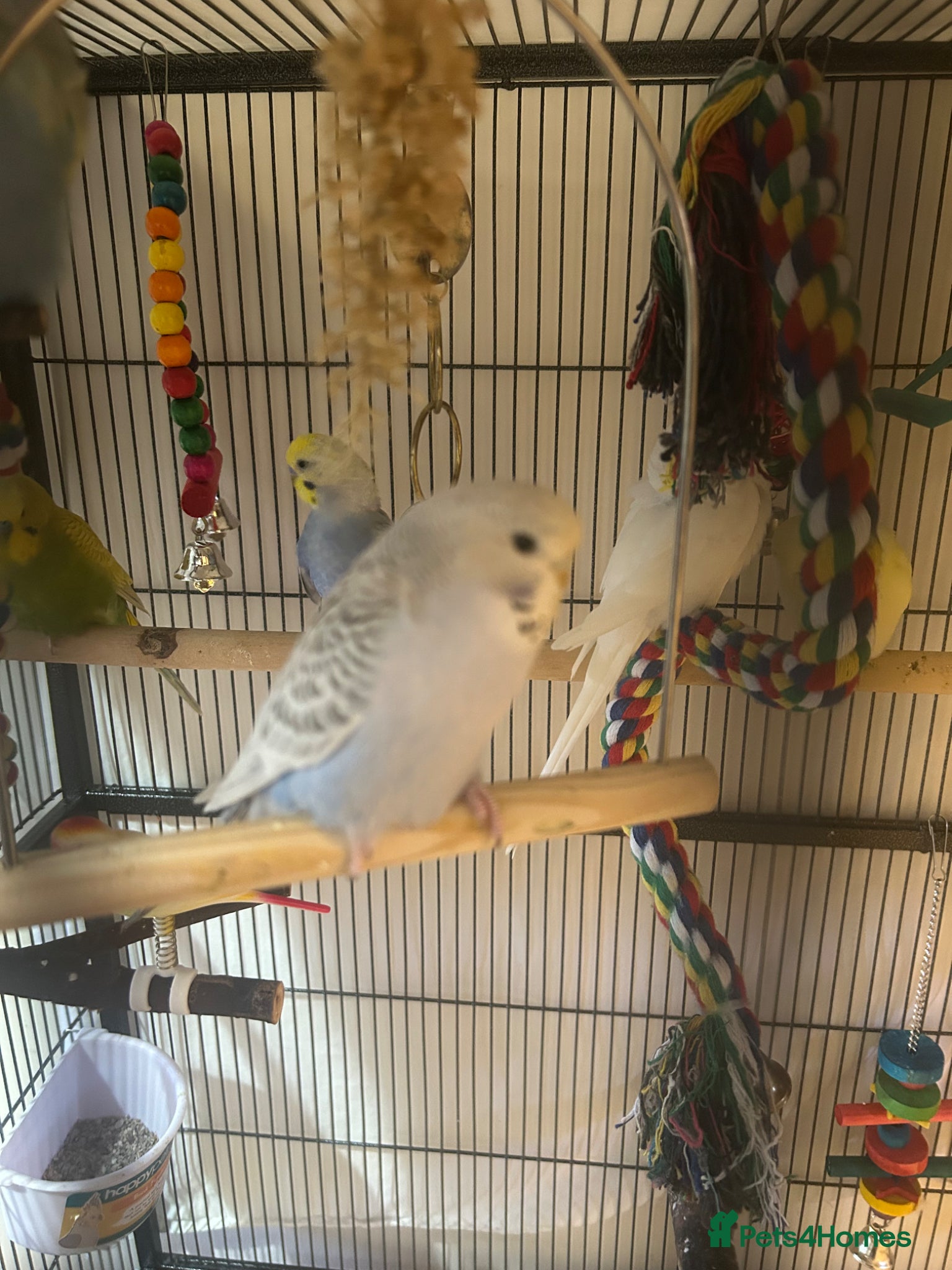 Budgerigars birds Baby budgies  - Advert 10