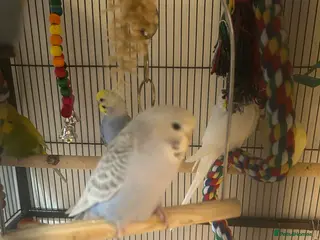 Budgerigars birds Baby budgies - Advert 10