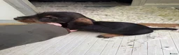 Dachshund dogs for sale: Wired Hair Dachshund Teckle Puppies - Advert 22