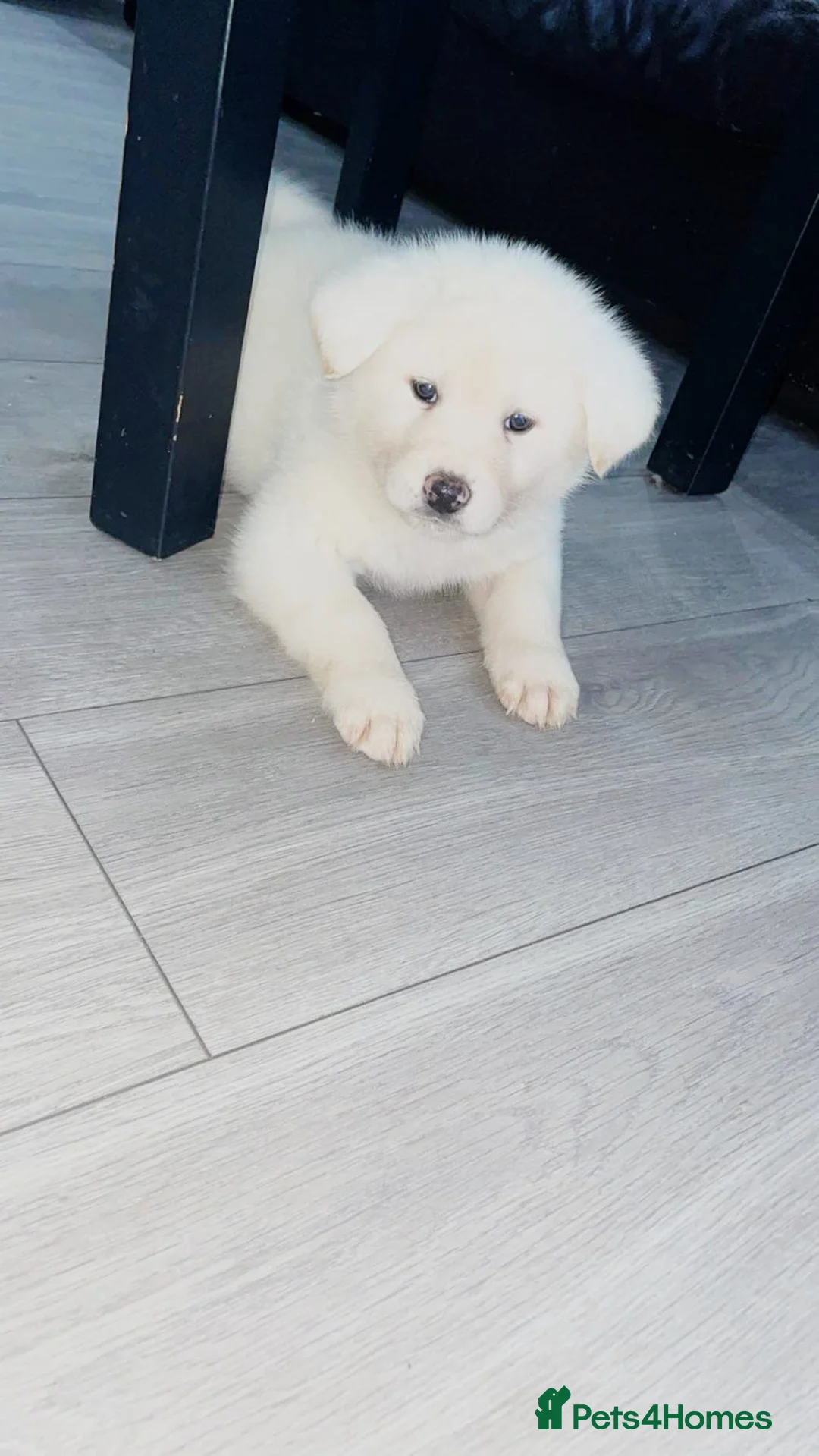 Japanese Akita Inu dogs for sale: Japanese Akita Inu - Advert 16