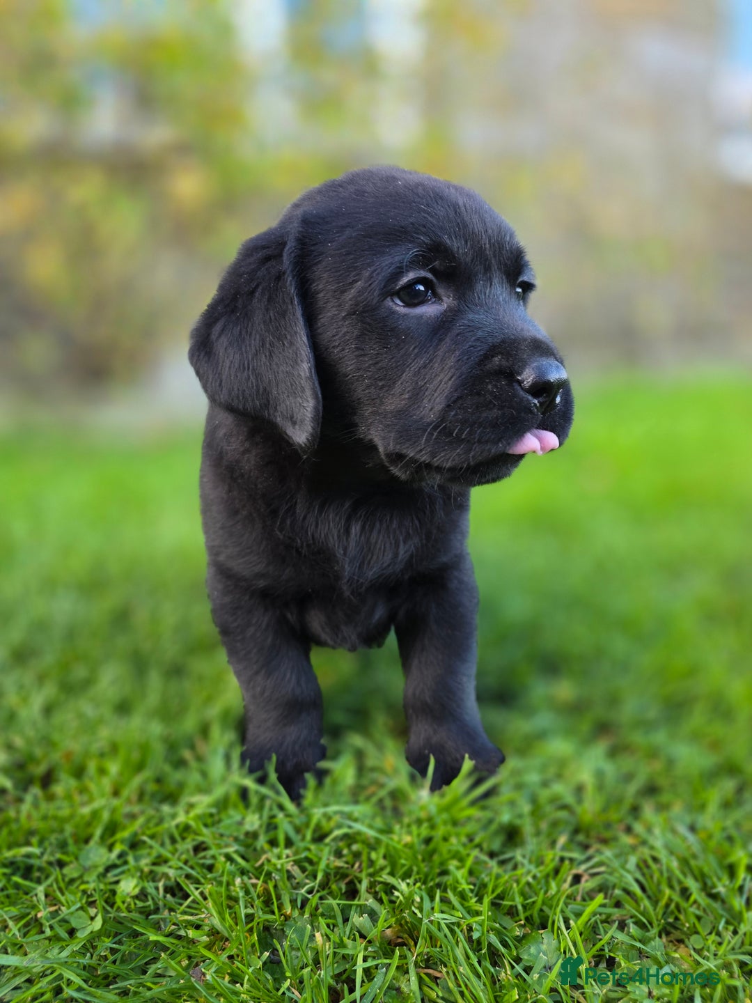 Labrador Retriever dogs for sale: High Quality Black Labrador Puppies - Advert 16