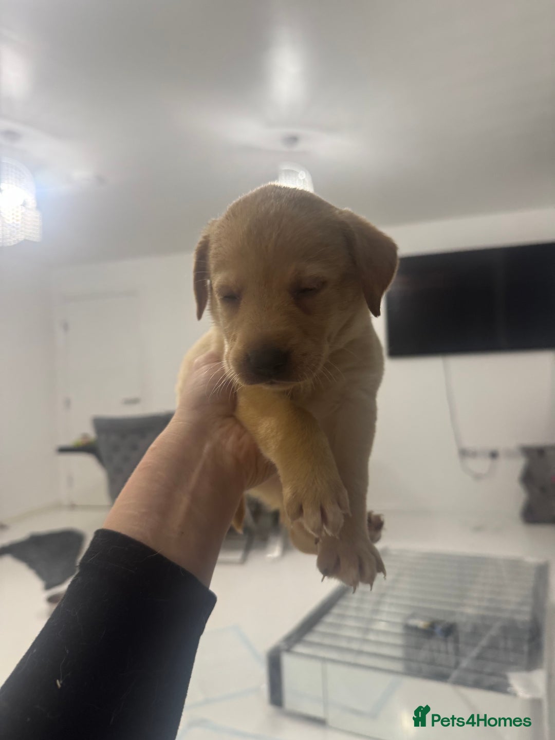 Labrador Retriever dogs for sale: Full breed Labrador retriever puppy’s  - Image 14