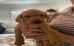 Labrador Retriever dogs for sale: Red Fox Labrador Puppies  - Image 23