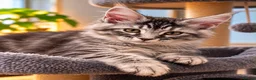 Maine Coon cats for sale: Gorgeous Reg. Maine Coon kittens from HEALTH TESTE - Advert 2