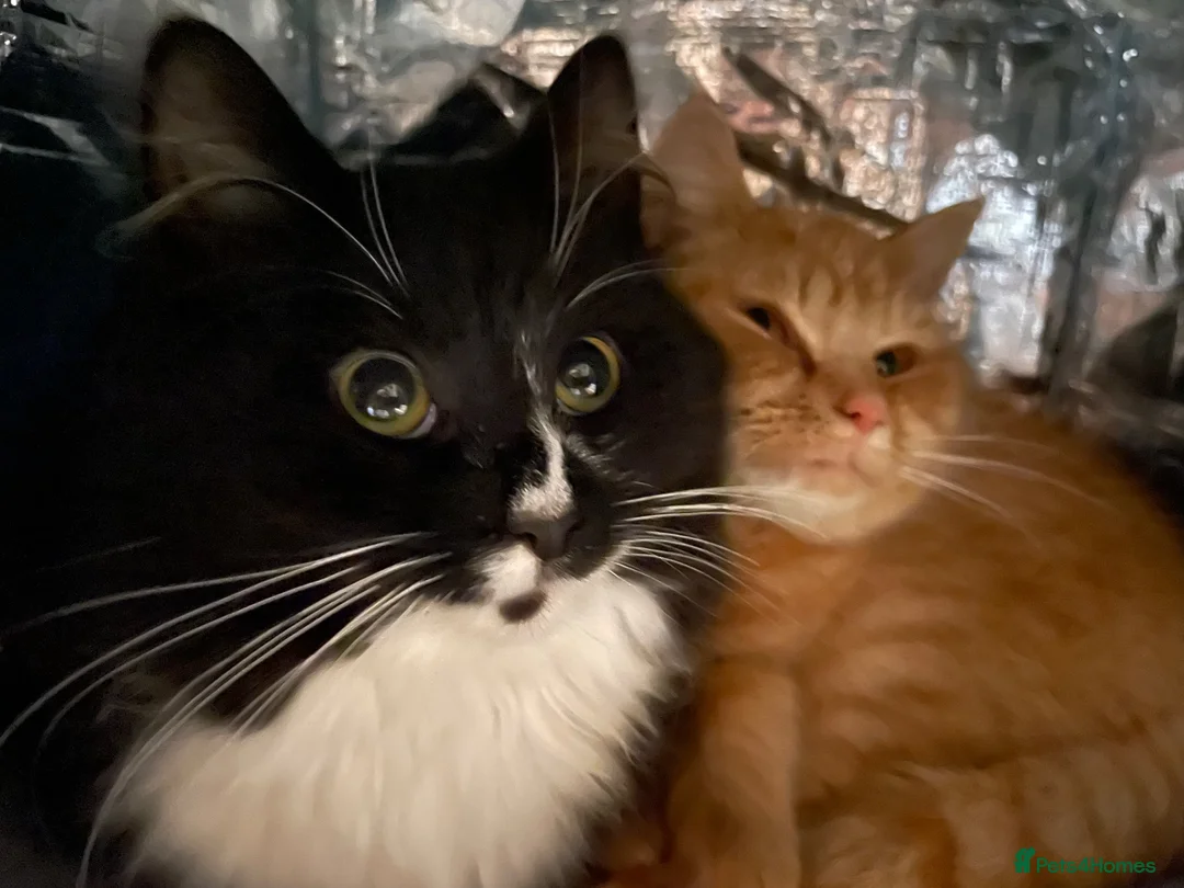 Mixed Breed cats for sale: Beautiful kittens need a new home - Advert 12