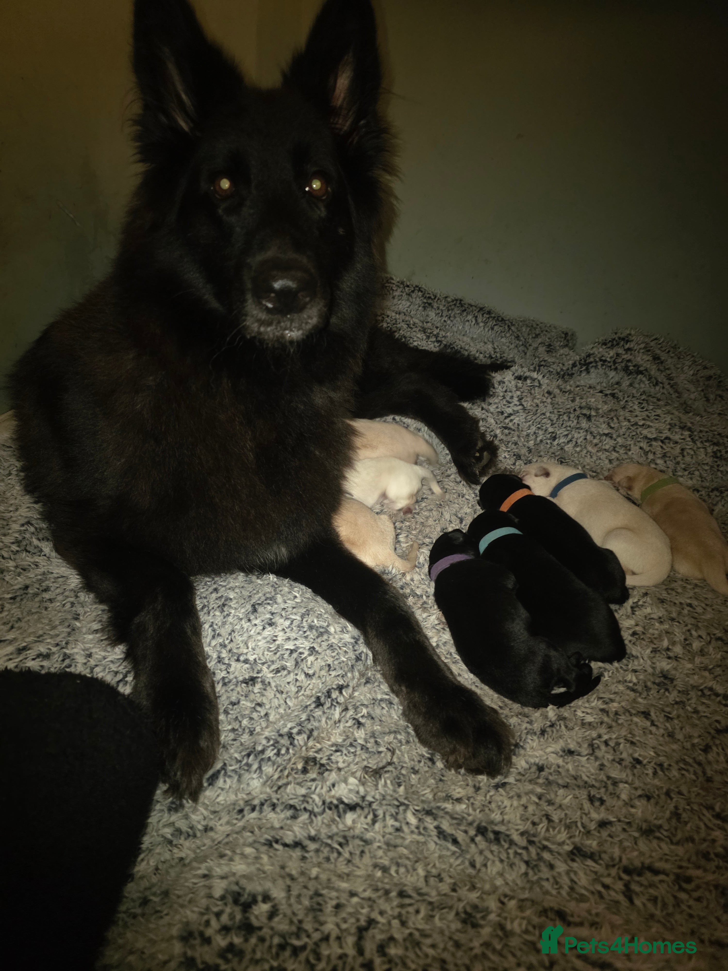 Mixed Breed dogs Shepador... German Shepherd x Labrador Puppies 🐶  - Advert 11