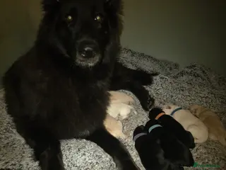 Mixed Breed dogs Shepador... German Shepherd x Labrador Puppies 🐶 - Advert 11
