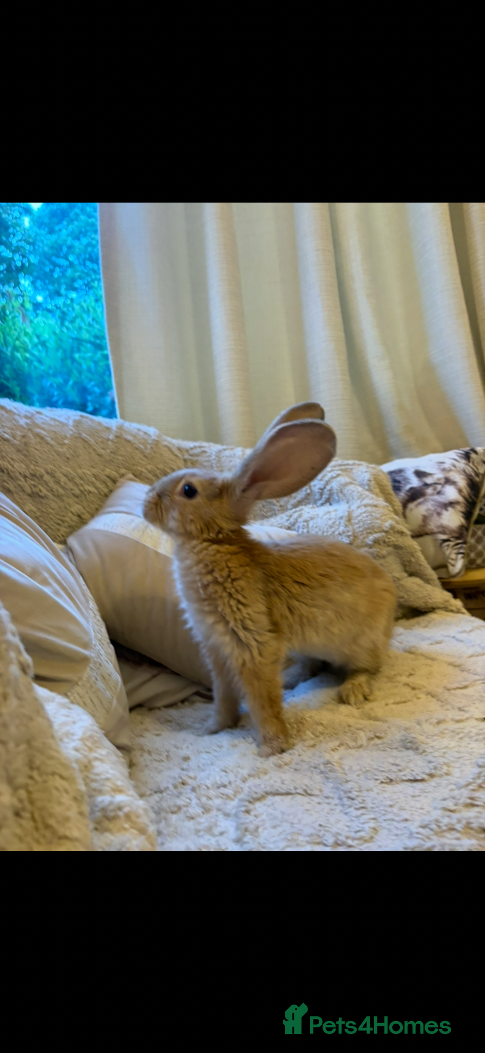 Continental Giant rabbits for sale: One left Lovely continental Giants baby rabbits  - Advert 11