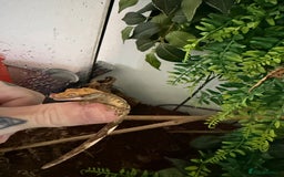 Gecko reptiles for sale: Crested gecko babies  - Image 8