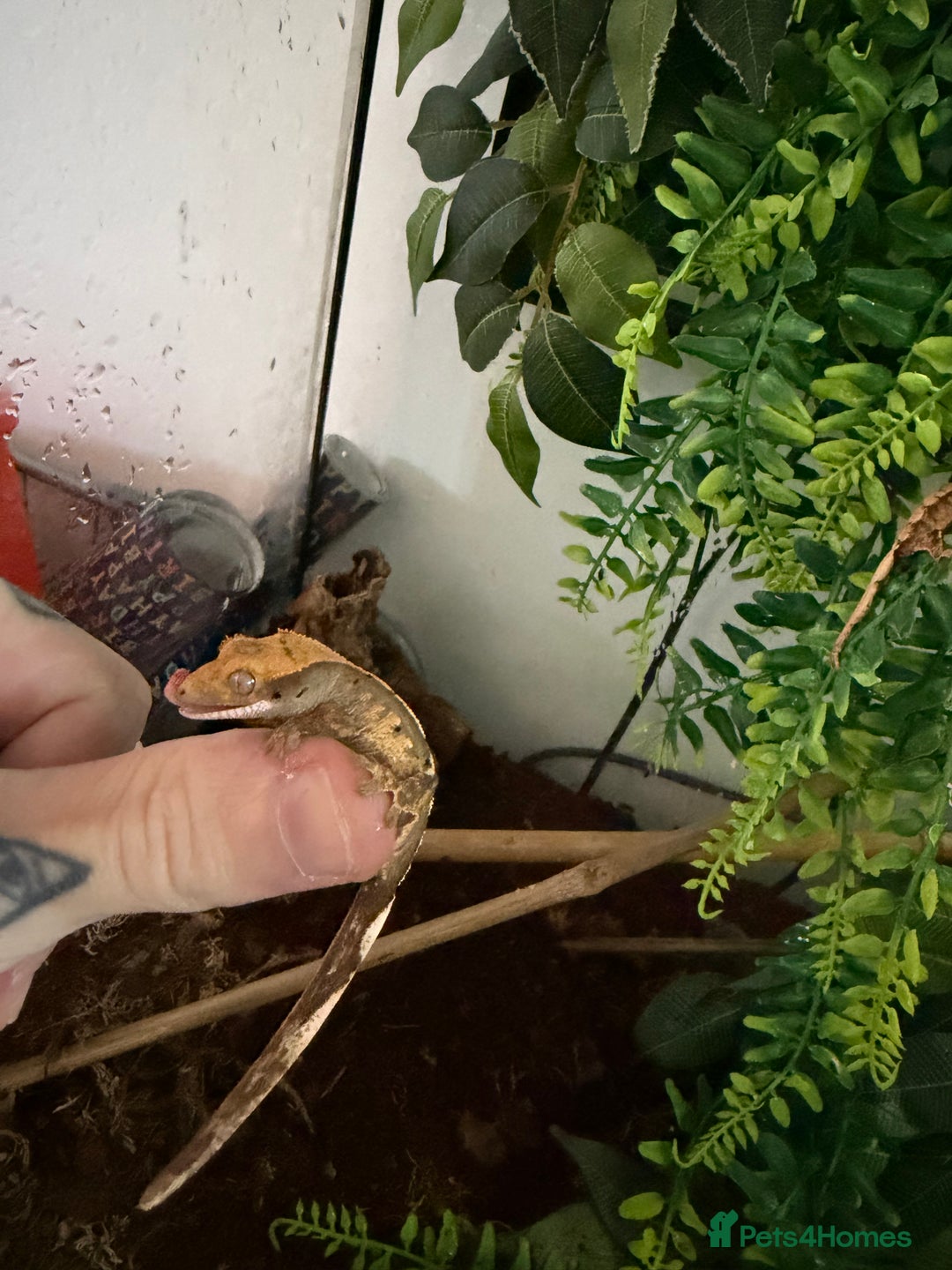 Gecko reptiles for sale: Crested gecko babies  - Image 8