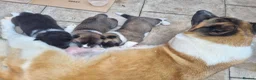 Akita dogs for sale: Pure breed American Akita puppies for sale - Advert 18