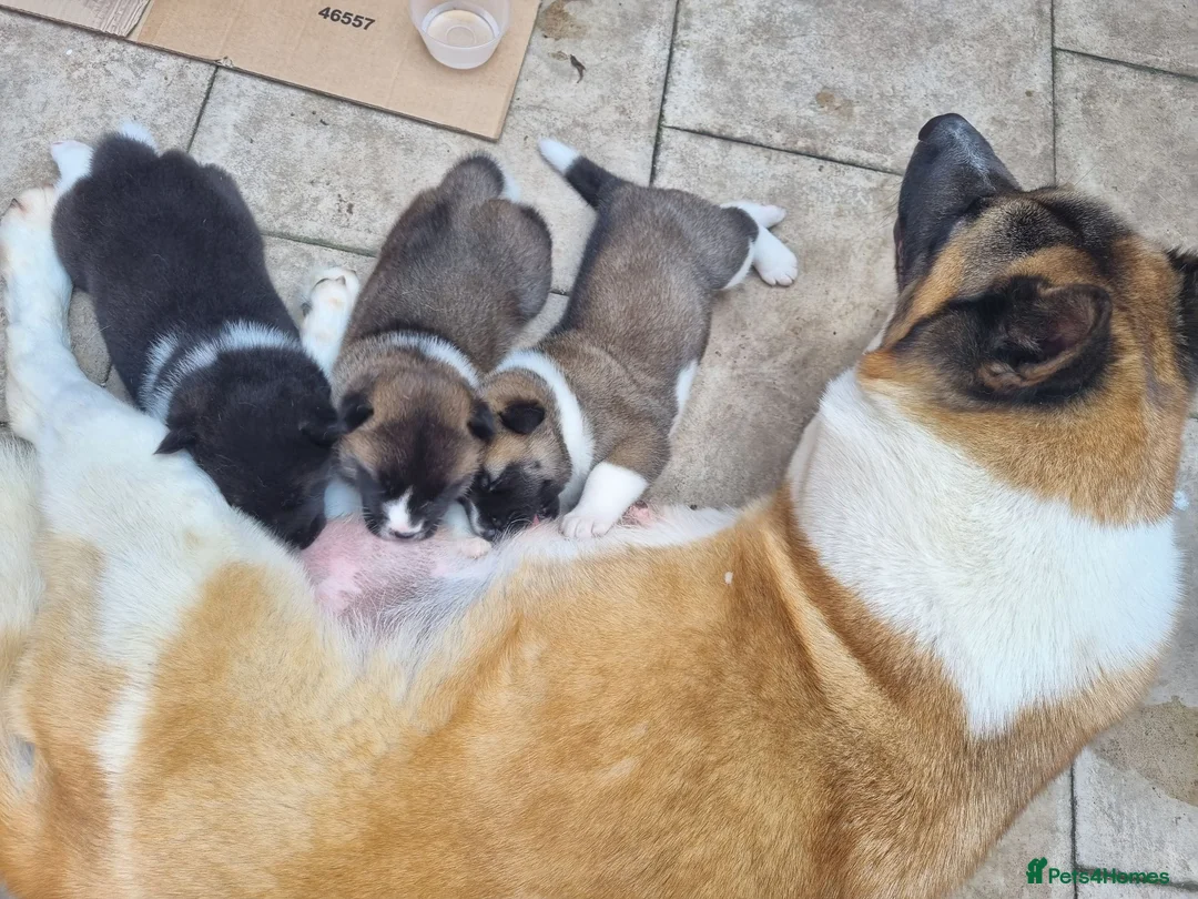 Akita dogs for sale: Pure breed American Akita puppies for sale - Advert 18