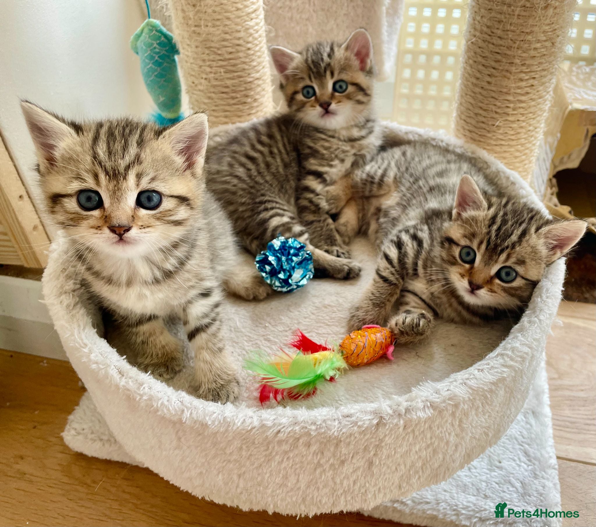 Mixed Breed cats MIxed breed tabby kittens from Golden BSH mom - Advert 11