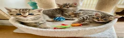 Mixed Breed cats for sale: MIxed breed tabby kittens from Golden BSH mom - Advert 1
