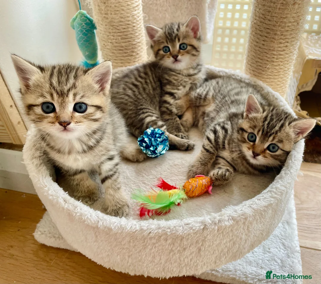 Mixed Breed cats for sale: MIxed breed tabby kittens from Golden BSH mom - Advert 1