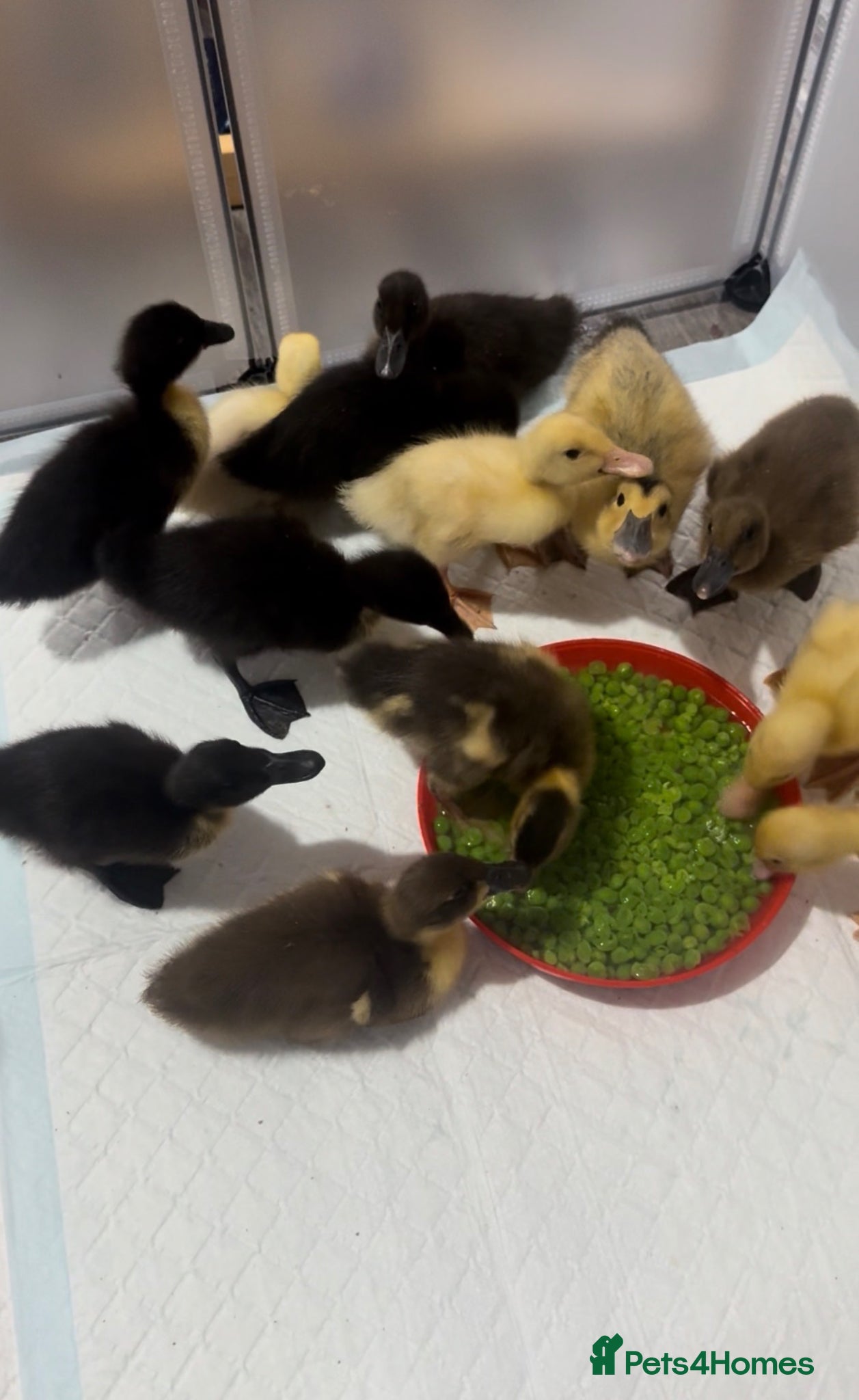 Ducks poultry Ducklings  - Advert 2